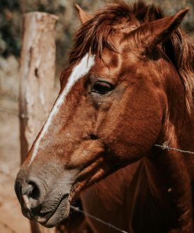 animal-brown-cavalry-1848725